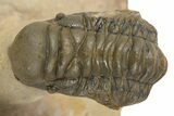 Flying Zlichovaspis Trilobite With Small Crotalocephalina #339954-3